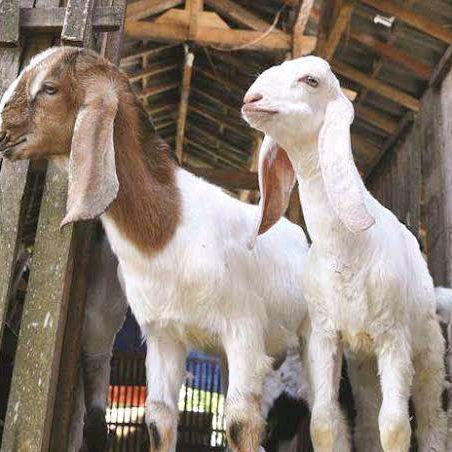 Kambing Jantan Hidup Sehat Kualitas Original